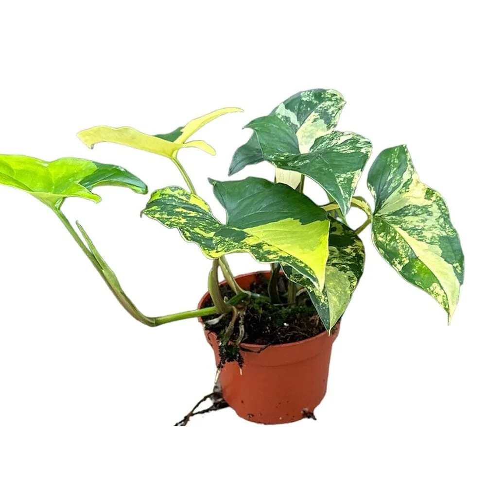 20 cm  Syngonium Aurea House Plant 14 cm Pot