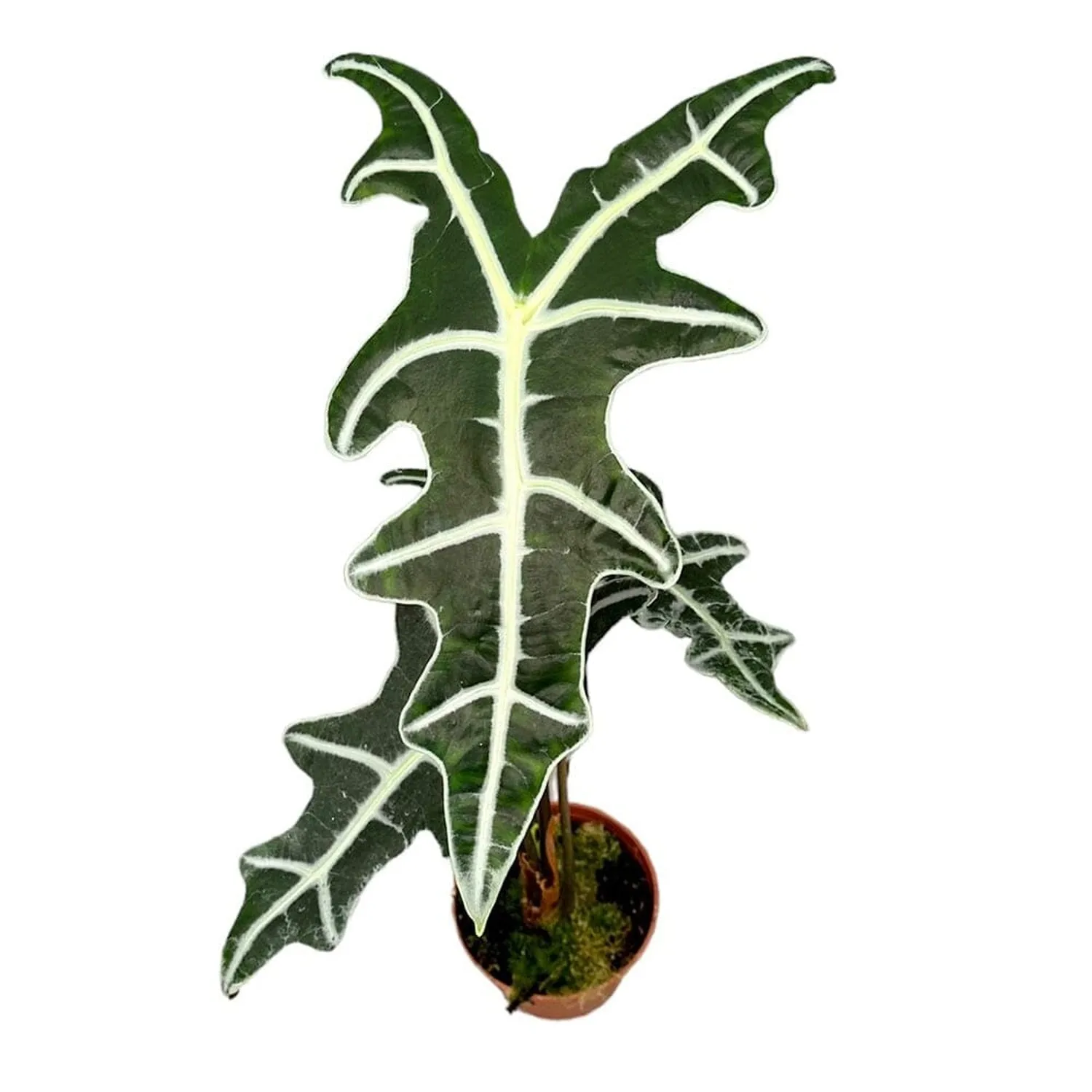 20cm Alocasia Nobilis House Plant 10.5 cm Pot